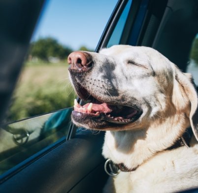 dog-enjoying-from-traveling-by-car
